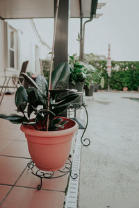 Potted plant in pot