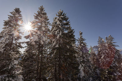 Photographed firs backlit after a snowfall. zoldo valley, dolomites, italy