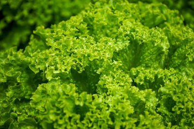 Close-up of green leaves