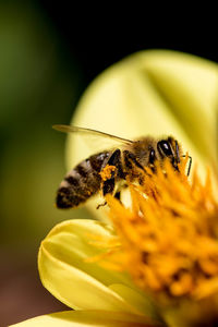 Close-up of bee pollinating on yellow flower