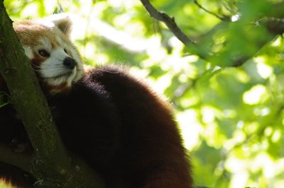Close-up of a cat on tree
