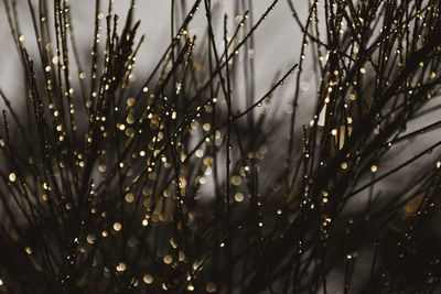 Close-up of wet plants during rainy season