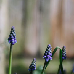 Close-up of purple flowering plant