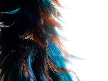 Close-up of feather over white background