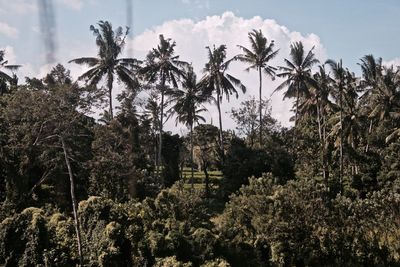 Low angle view of trees against sky