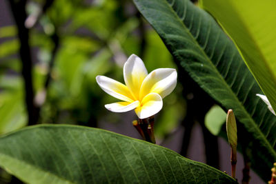 Close-up of yellow flowers