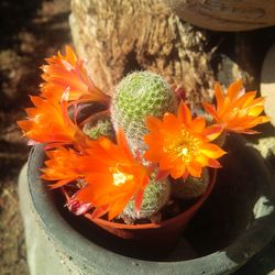 Close-up of flower