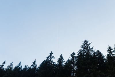 Low angle view of trees against clear sky