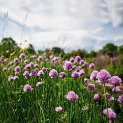 Close-up of purple flowering plants on field