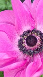 Close-up of pink flower