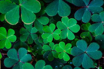 Full frame shot of green leaves