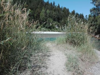 Scenic view of lake in forest