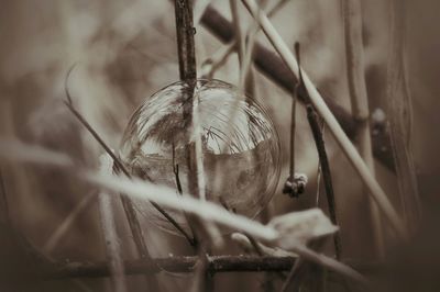 Close-up of bubble on dried plant