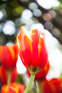 Close-up of red tulips blooming outdoors