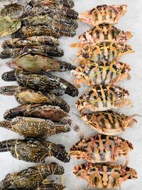 High angle view of fish for sale in market