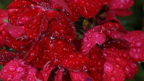 Close-up of red flower