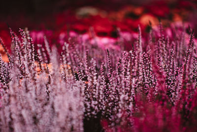 Exotic violet fresh flowers growing in the garden. image for agriculture, perfume, cosmetics spa