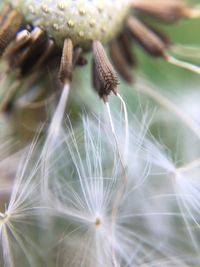 Close-up of dandelion on plant