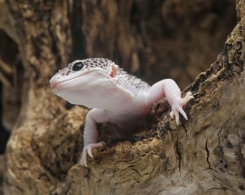 Close-up of lizard on rock