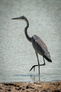 Side view of a bird on beach