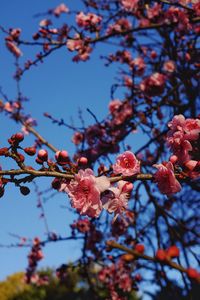 Low angle view of cherry blossom against sky