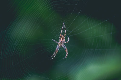 Close-up of spider on web