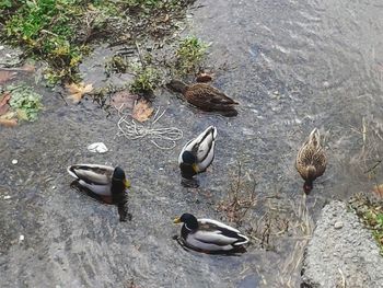 High angle view of ducks swimming in water