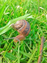 Close-up of snail on grass