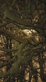 Low angle view of flowering plants and trees