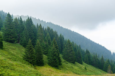 Scenic view of pine trees against sky