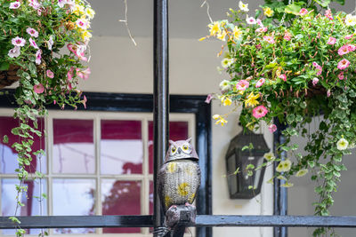 Potted plant against window of building