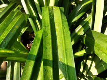 Close-up of fresh green plant