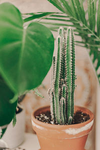 Close-up of succulent plant in pot