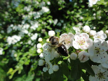 Close-up of bee on white flower