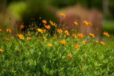 Close-up of yellow flowering plants on field