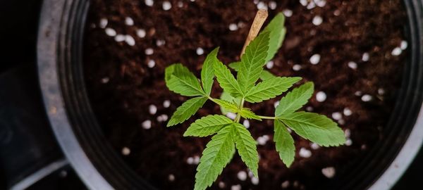 Close-up of potted plant