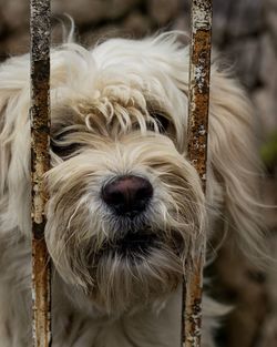 Close-up portrait of dog