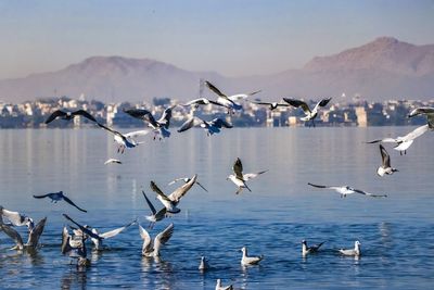 Birds flying over lake against mountain range