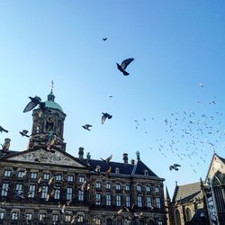 Low angle view of pigeons flying near royal palace amsterdam