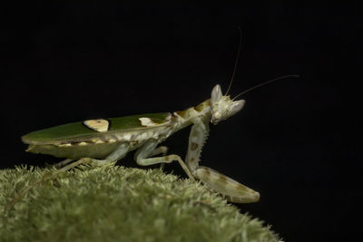 Close-up of insect over black background