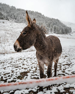 Dunky standing on snow covered field