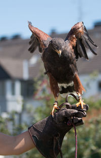 Close-up of a hand eating bird