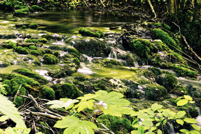 Scenic view of waterfall in forest