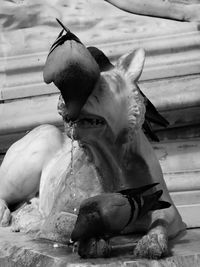 View of horse in water