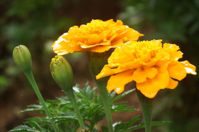 Close-up of yellow flowering plant on field