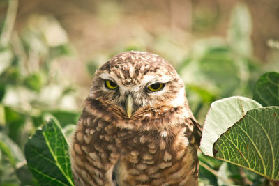 Portrait of burrowing owl