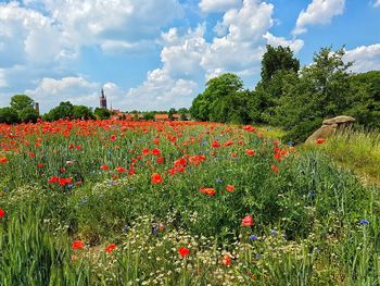 Scenic view of flowering plants on field against sky