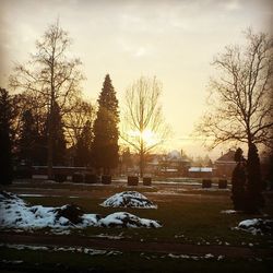 Bare trees in cemetery against sky during winter