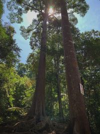 Low angle view of sunlight streaming through trees in forest