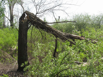 Trees growing in forest